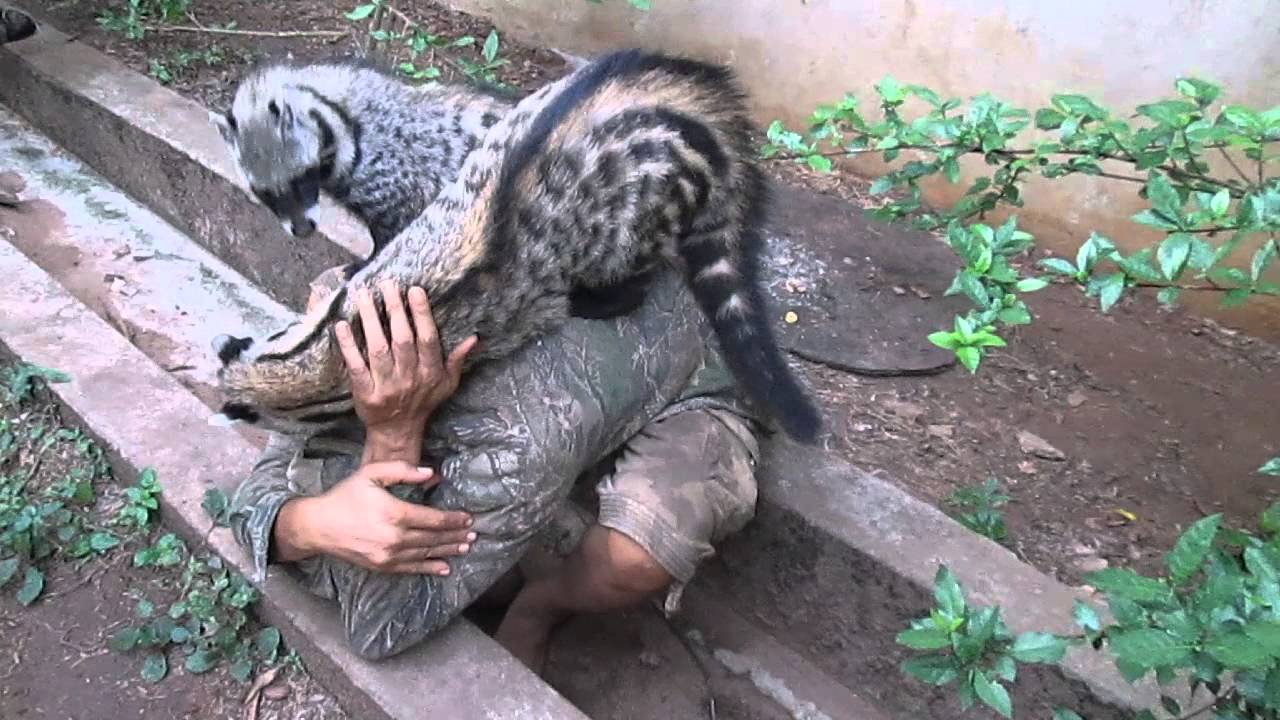 African Civet Cat Group Hug