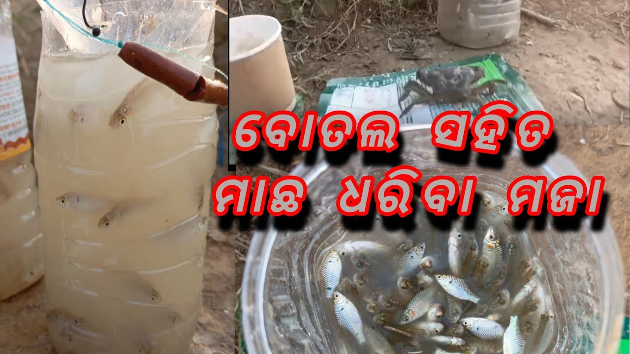 ବୋତଲ ଜାଲ ସହିତ ମାଛ ଧରିବା ମଜା #fishing #fishingvideo #fishinglife #hookfishing