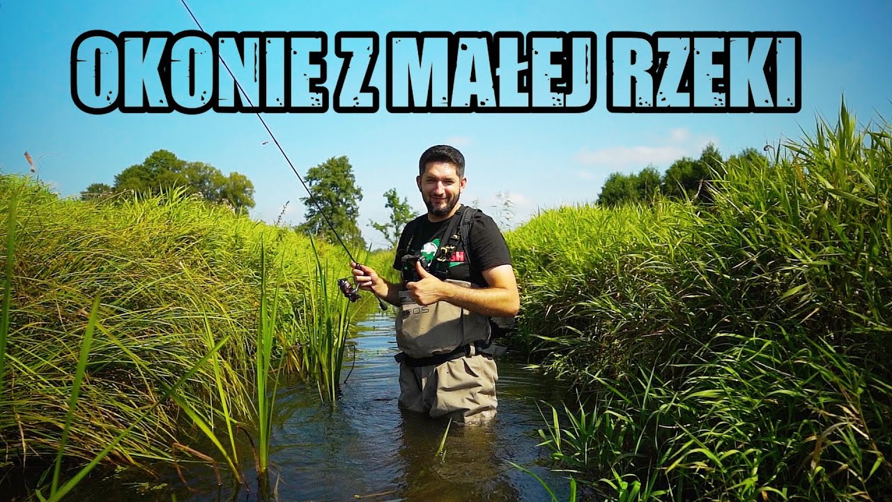 WSZEDŁEM do RZEKI aby JE ZŁOWIĆ ! - OKONIE z małej RZEKI