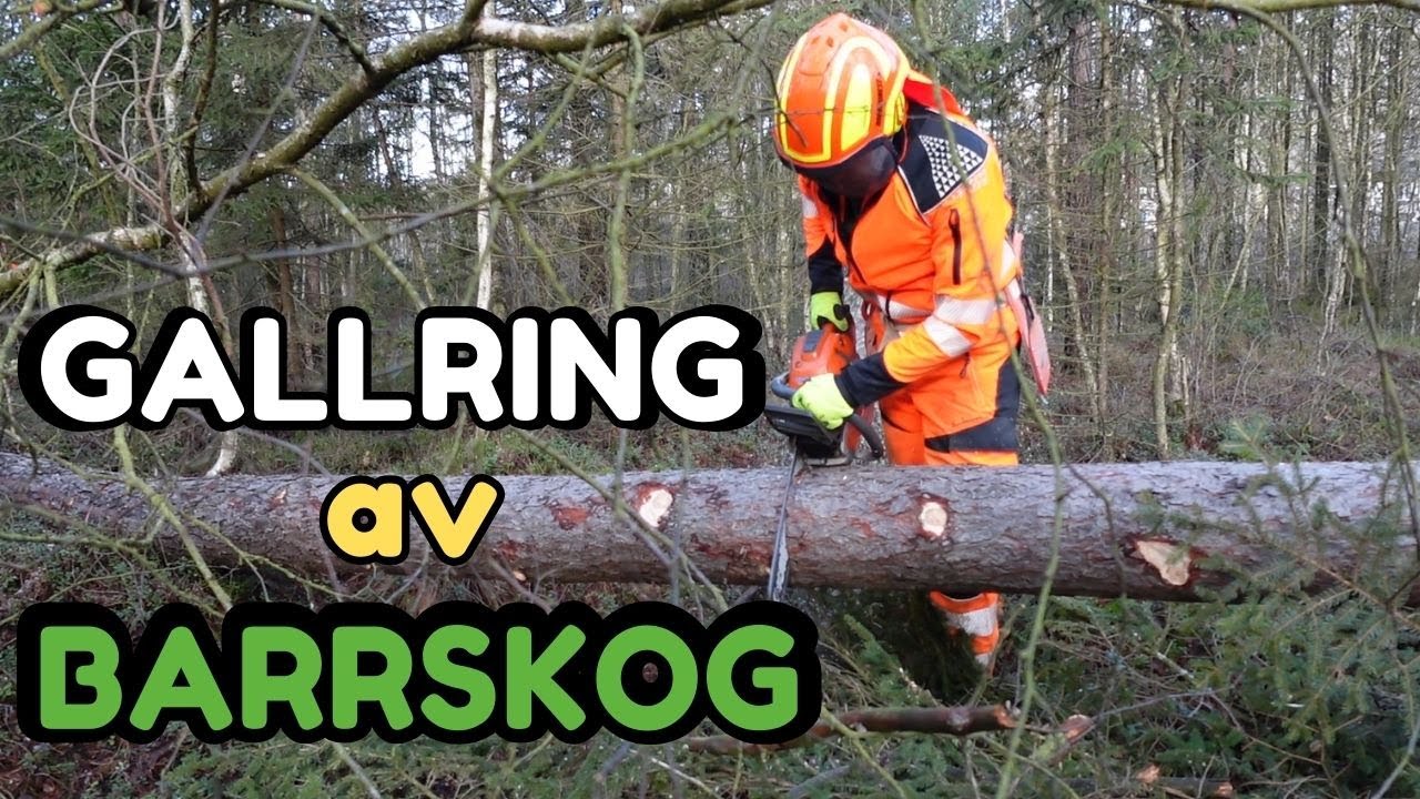 Tänka på när man ska gallra skog! Äntligen kan man börja tjäna pengar på sin skog. Markus berättar!