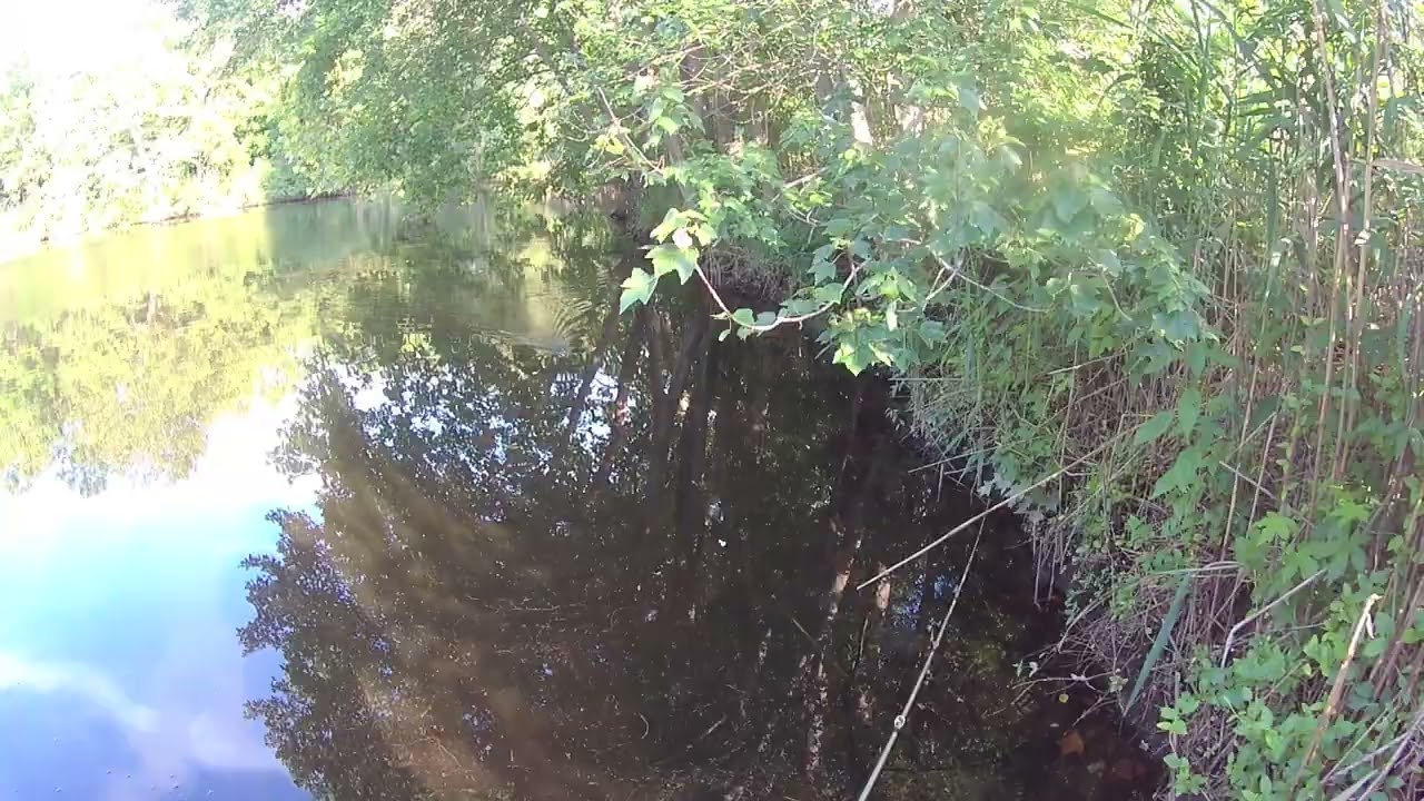 7-10-25 Pond catch