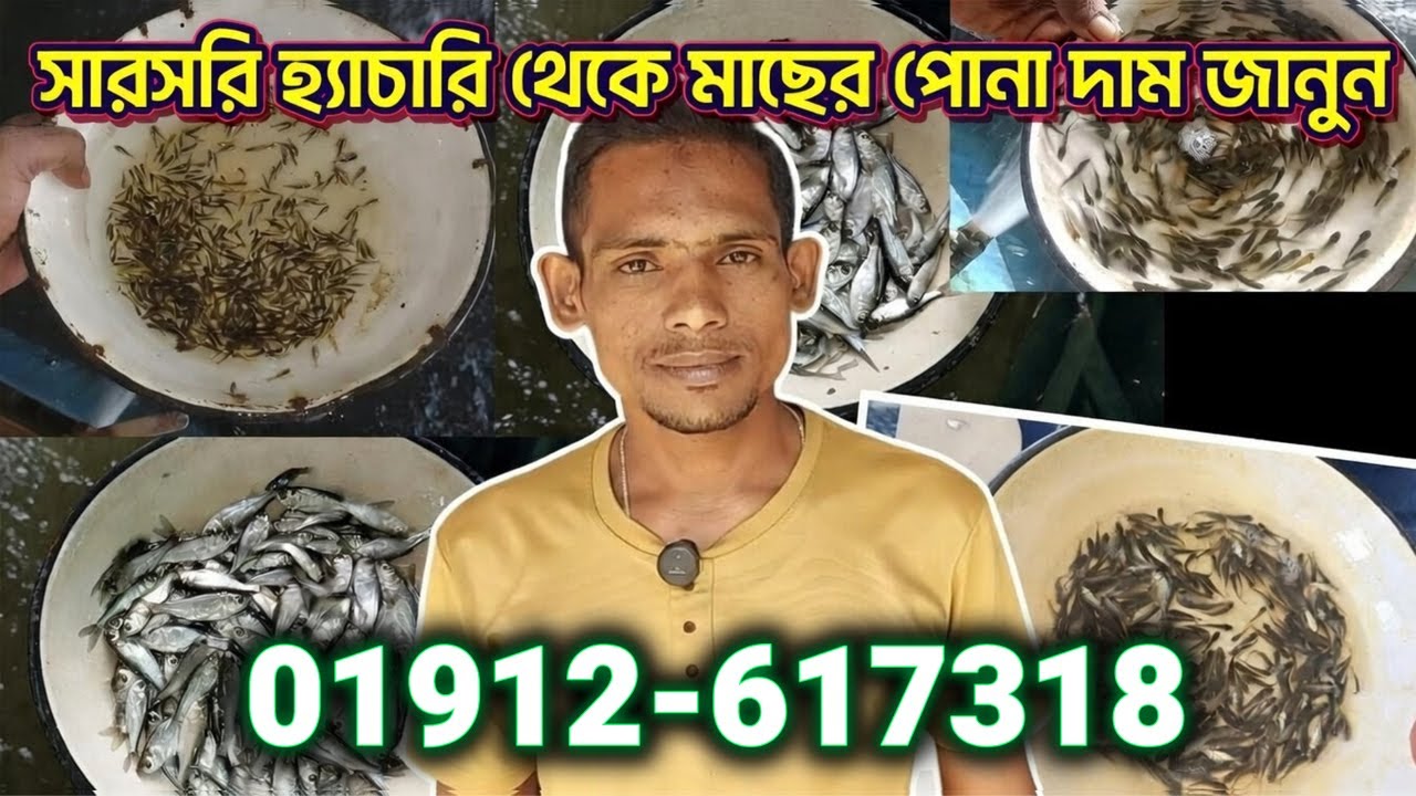 সরাসরি হ্যাচারী হতে মাছের রেনু পোনার দাম জানুন | রেনু পোনা কোথায় পাবেন