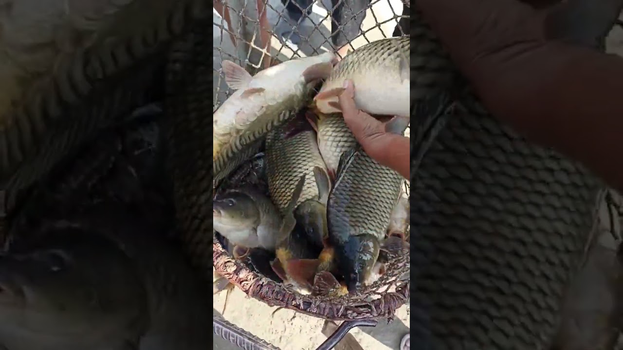 Katta sazan baliqlar  #baliqovi #fishing #baliq #fish #baliqovu #carpfishing #carplife #food #carp