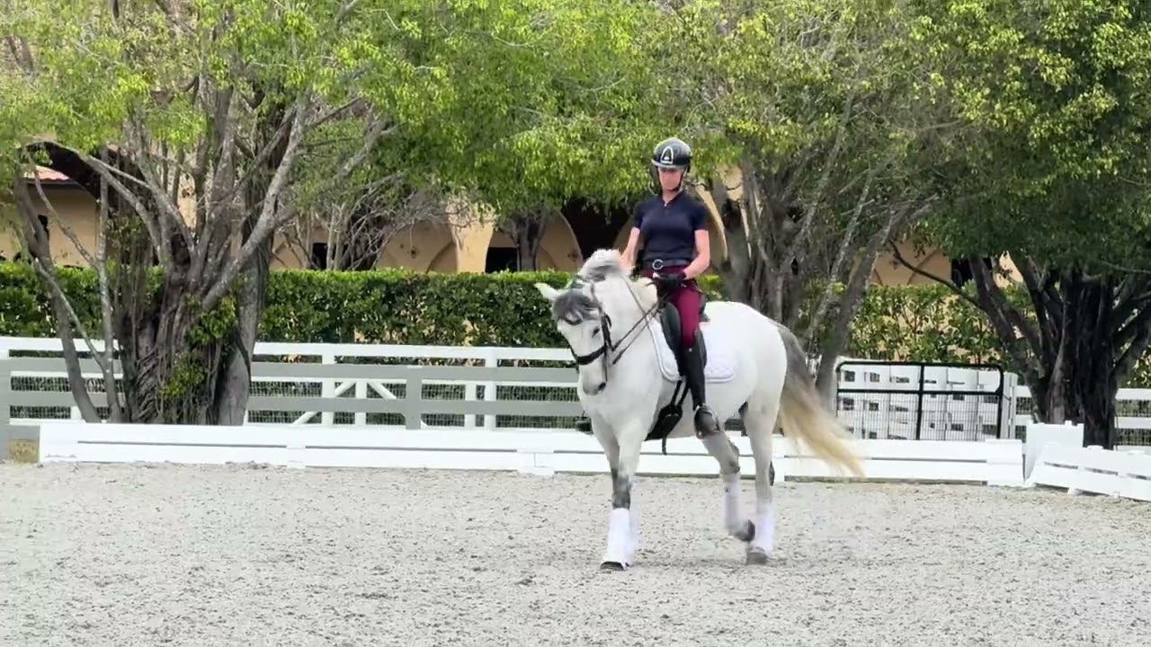 10 year old, 16 hand stunning Lusitano gelding