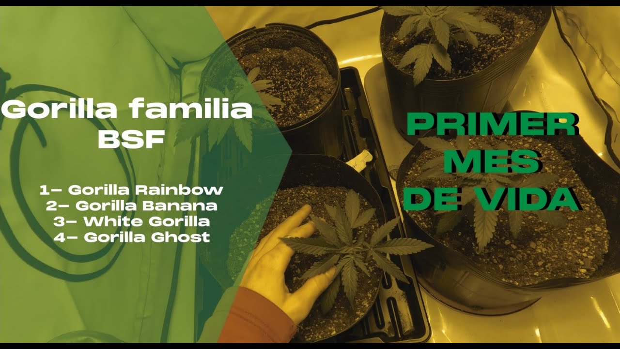 Cultivo de Gorilla Family BSF: Episodio #1 de LST en Plantas Feminizadas &iexcl;Desencadena su Potencial!