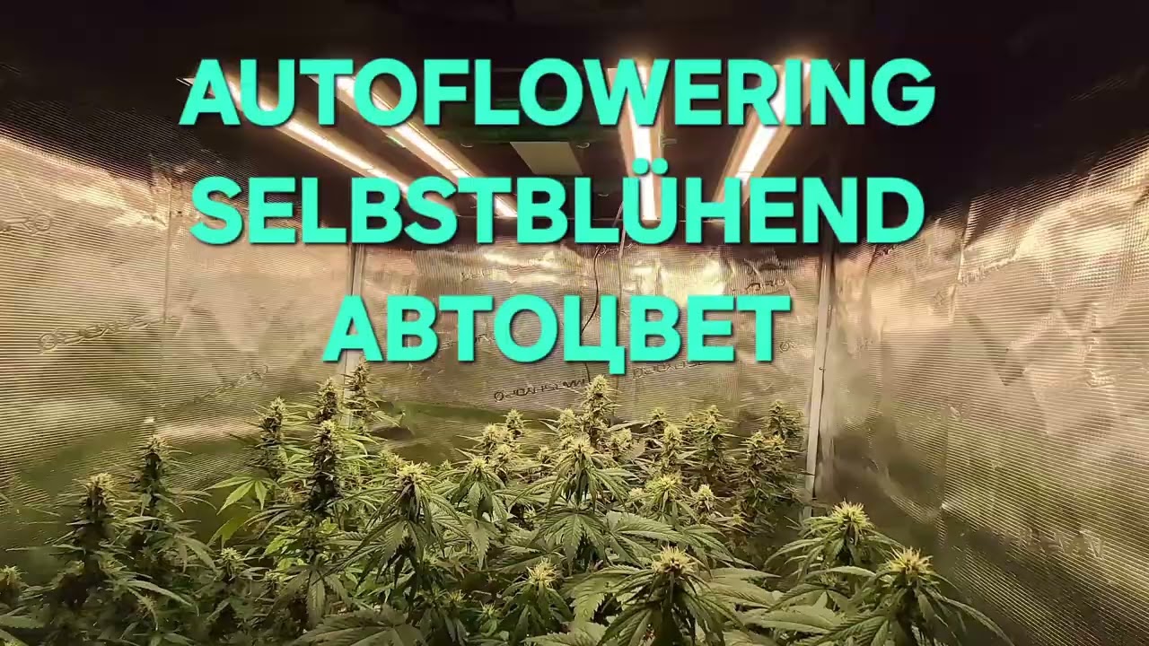 AUTOWLOWERING-SELBSTBL&Uuml;HEND-АВТОЦВЕТЕНИЕ!!!