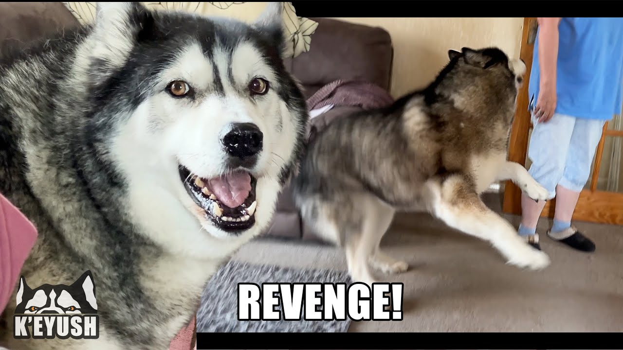 Husky Gets REVENGE On His Nan!