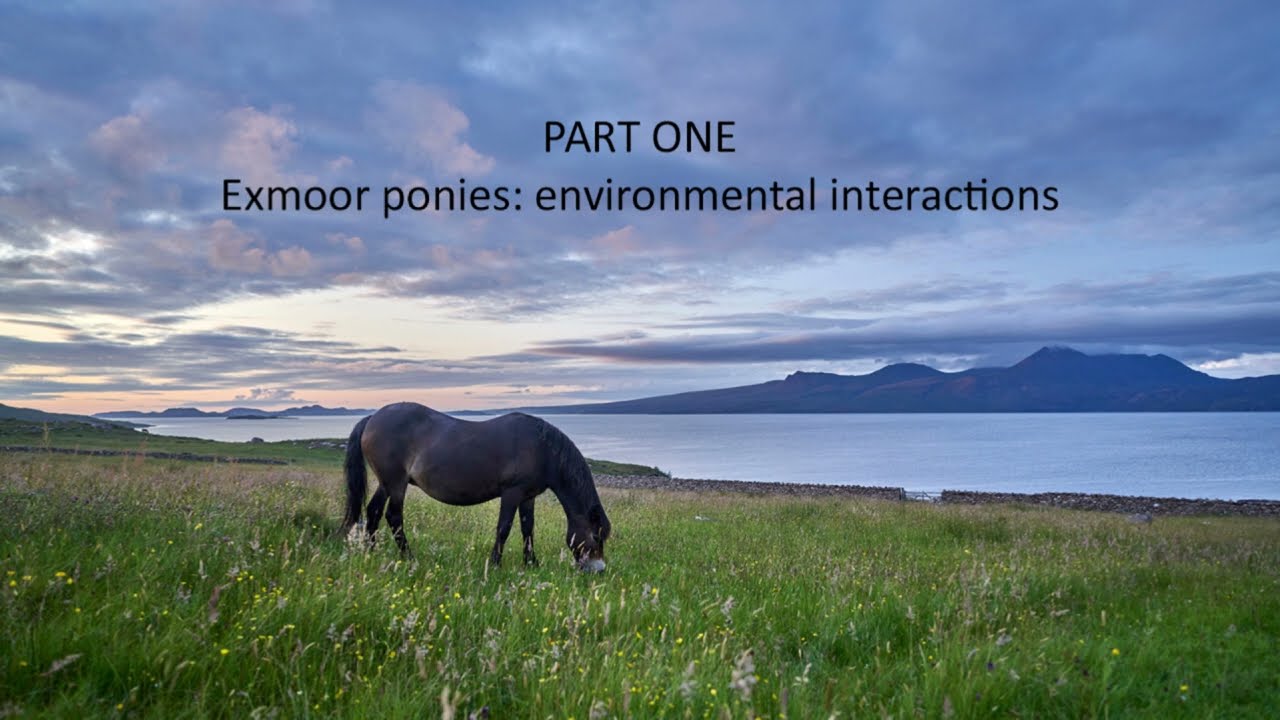 Exmoor Pony Detectives Dr. D. Davy: Environmental interactions