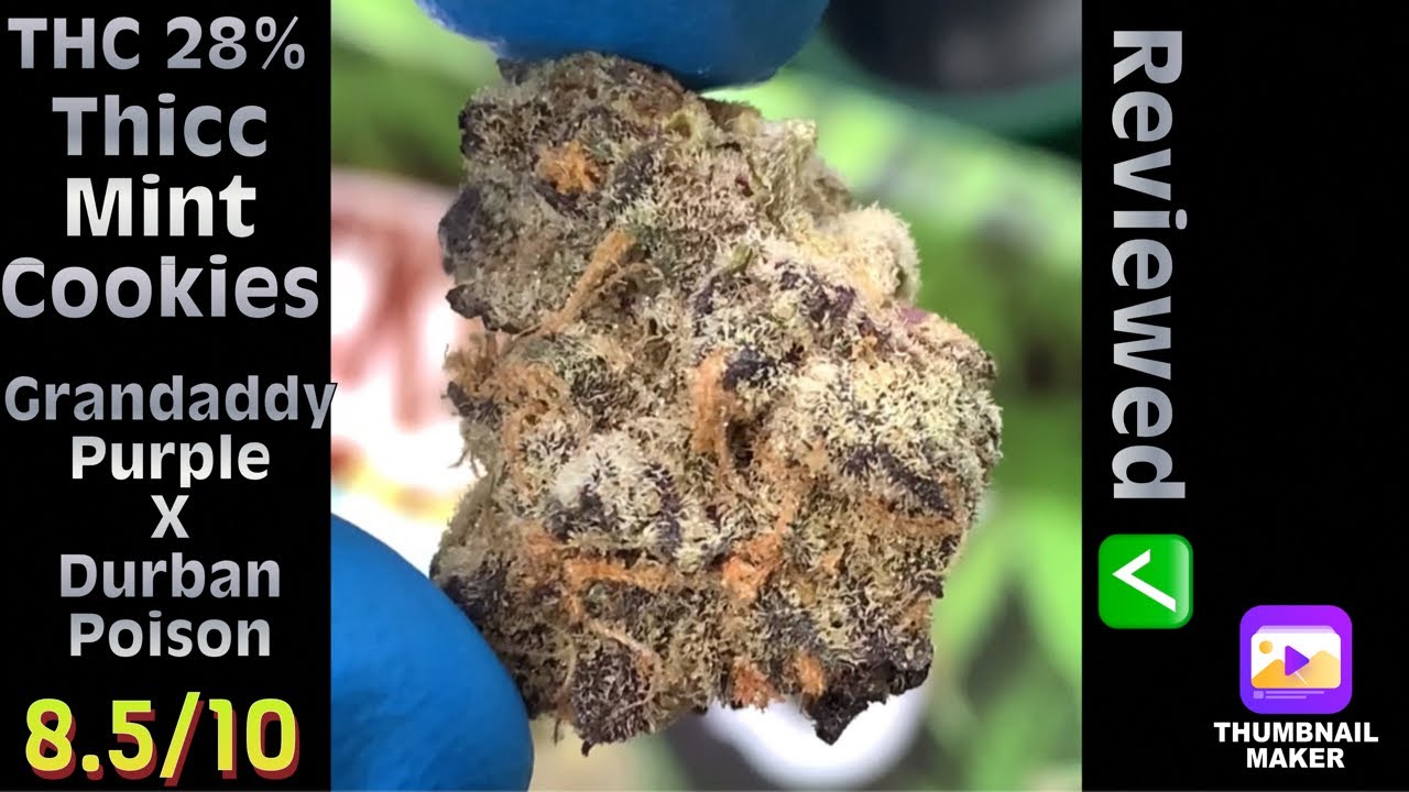 Strain Review: Thicc Mint Cookies (Cannabiotix) #6