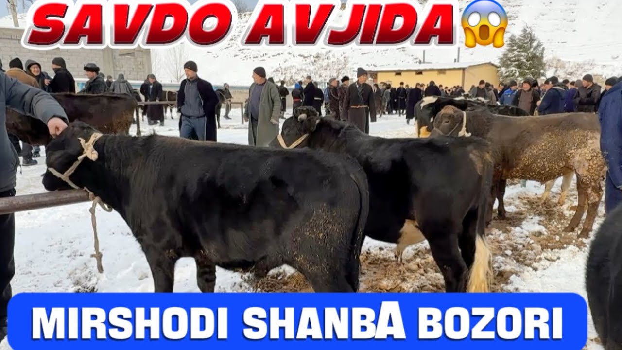 Mirshodi shanba chorva bozori 24.01.2026y