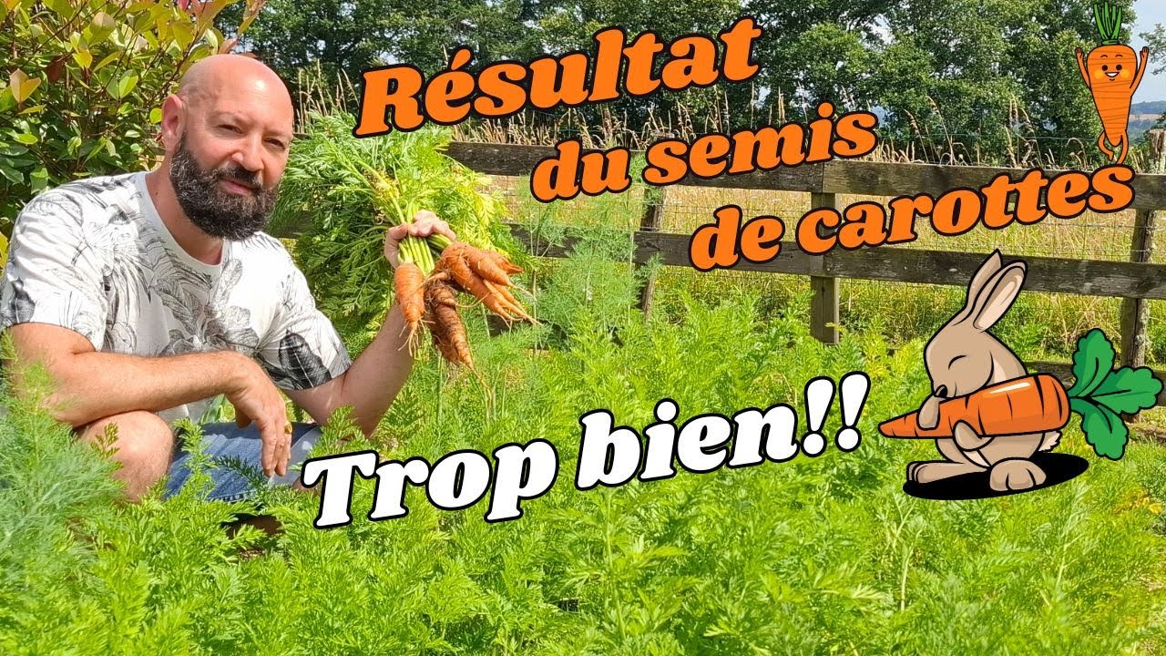 Résultat du semis de carottes .