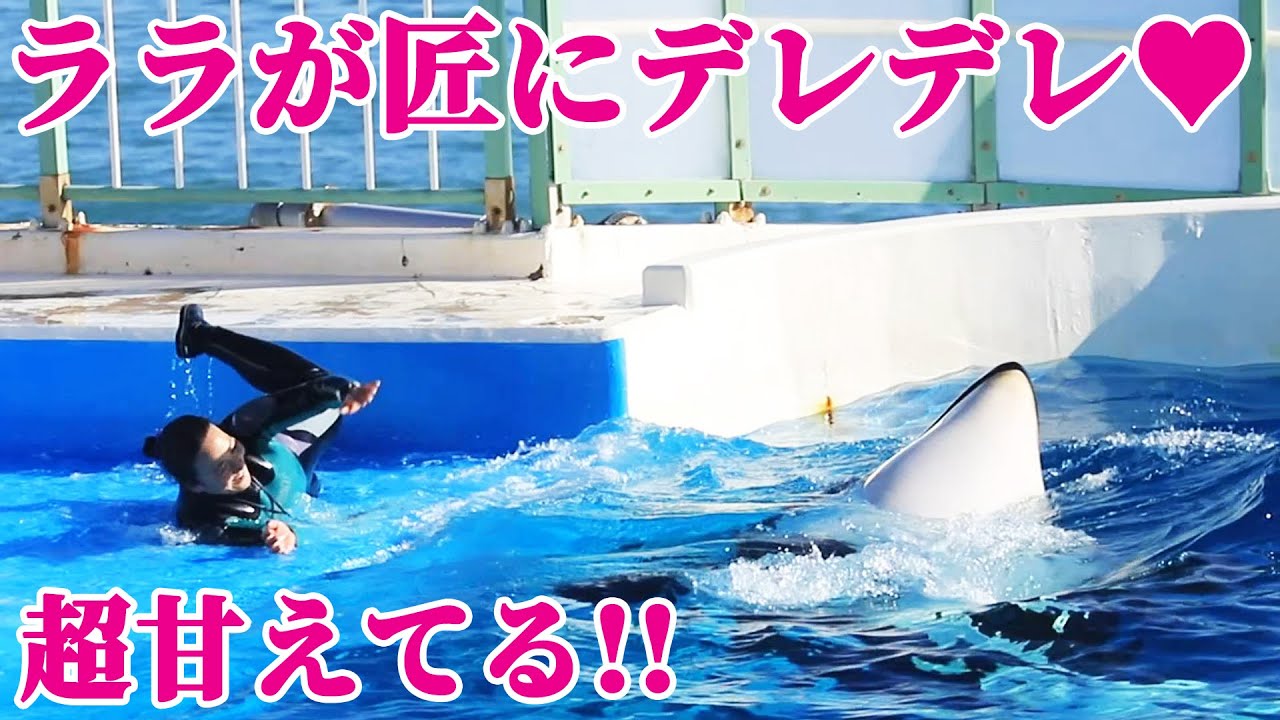 ラビーの妹「ララ」が匠に超甘えてる^^ 鴨川シーワールド シャチショー KamogawaSeaWorld  orca killerwhale