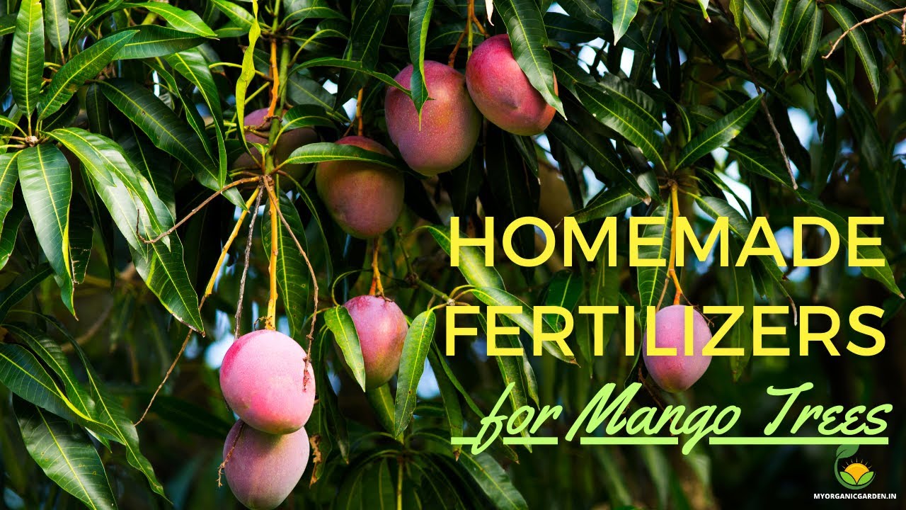 Boost Your Mango Trees with These Homemade Fertilizers!