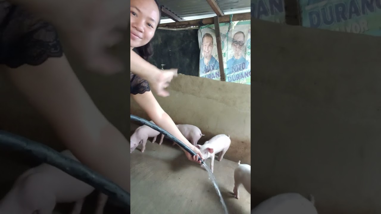 Hello hello guy's let's clean and feed them 