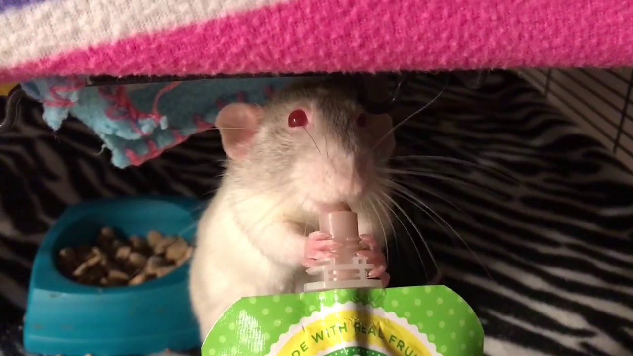 Rats Love Baby Food