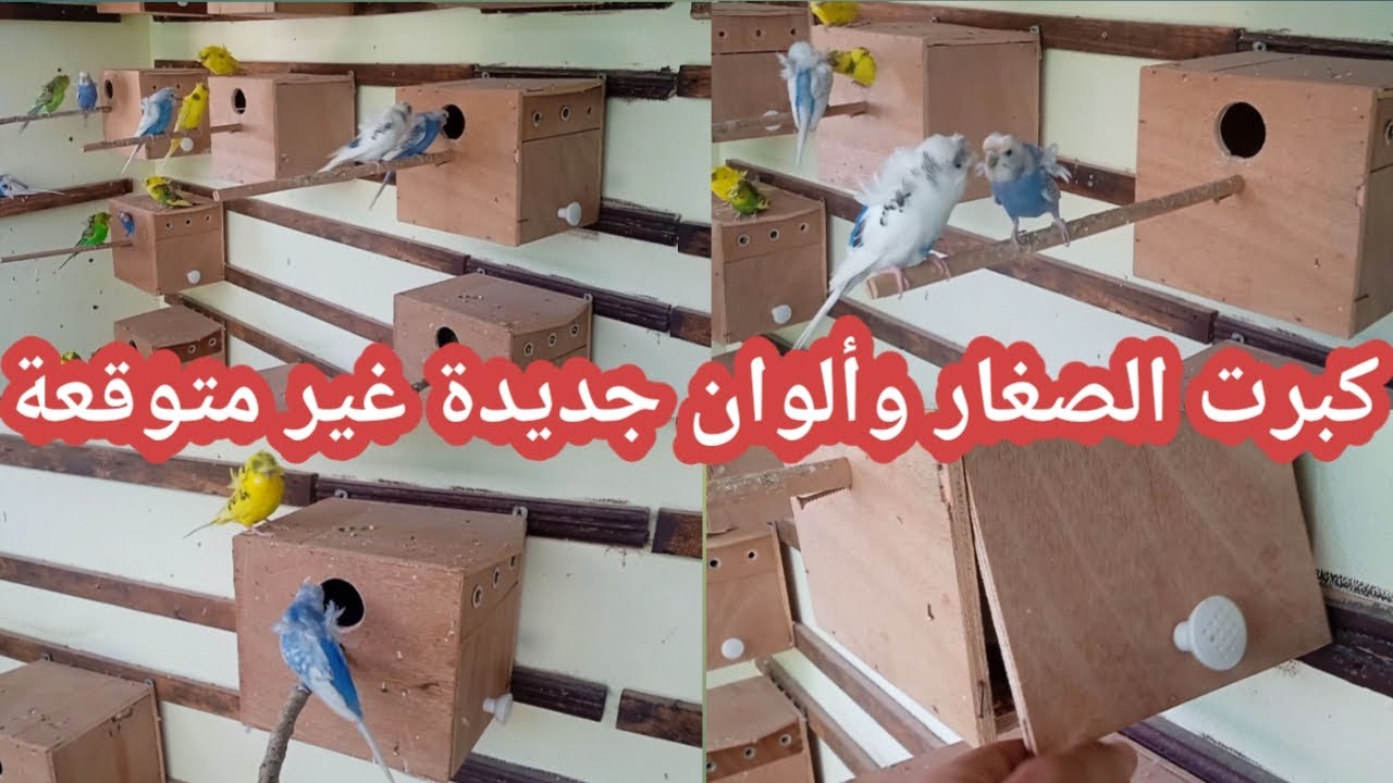 فتح أعشاش طيور الهوكو والمفاجأة ألوان جديدة رائعة 😍
