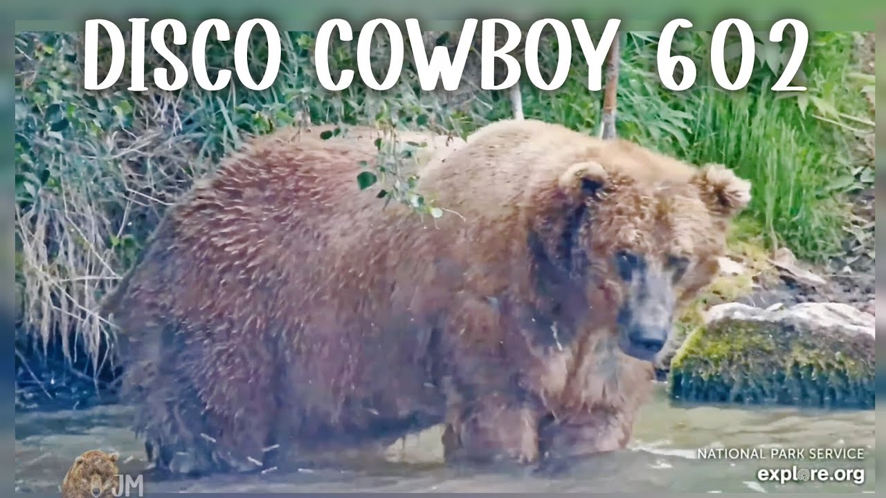 602 With Cowboy Dance ▪︎ 7/13/25 ▪︎ Katmai Brown Bears ▪︎ Explore.org 