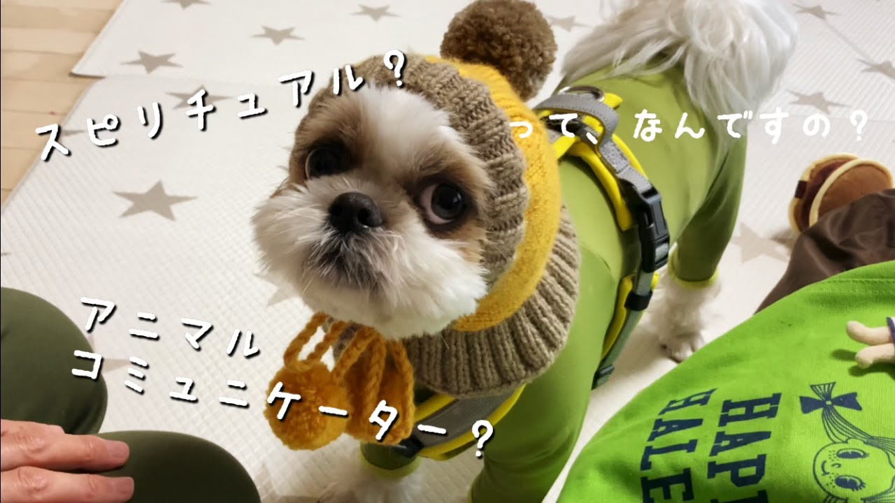 【シーズー】アニマルコミュニケーターが愛犬を霊視！本心を聞き出そう！飼い主のことどう思ってる？【犬Vlog】