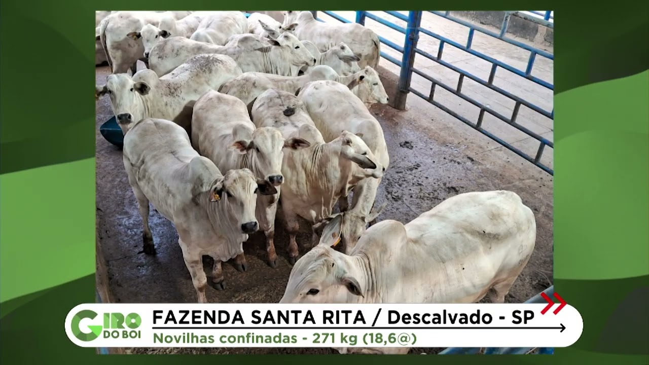 SP: NOVILHADA PRECOCE DÁ SHOW E ULTRAPASSA 55% DE RENDIMENTO DE CARCAÇA; VEJA