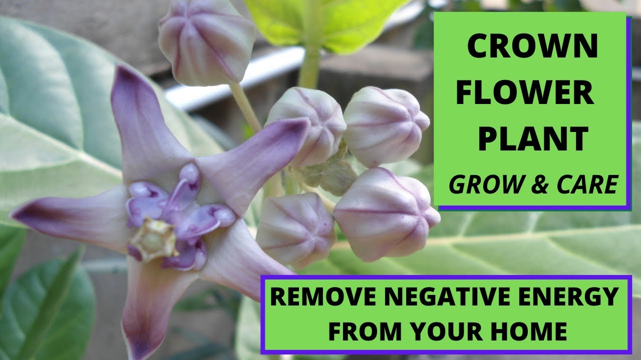 Crown flower plant/shwetark plant/aak/aakh plant/madar plant/ aakondo plant/calotropis gigantea
