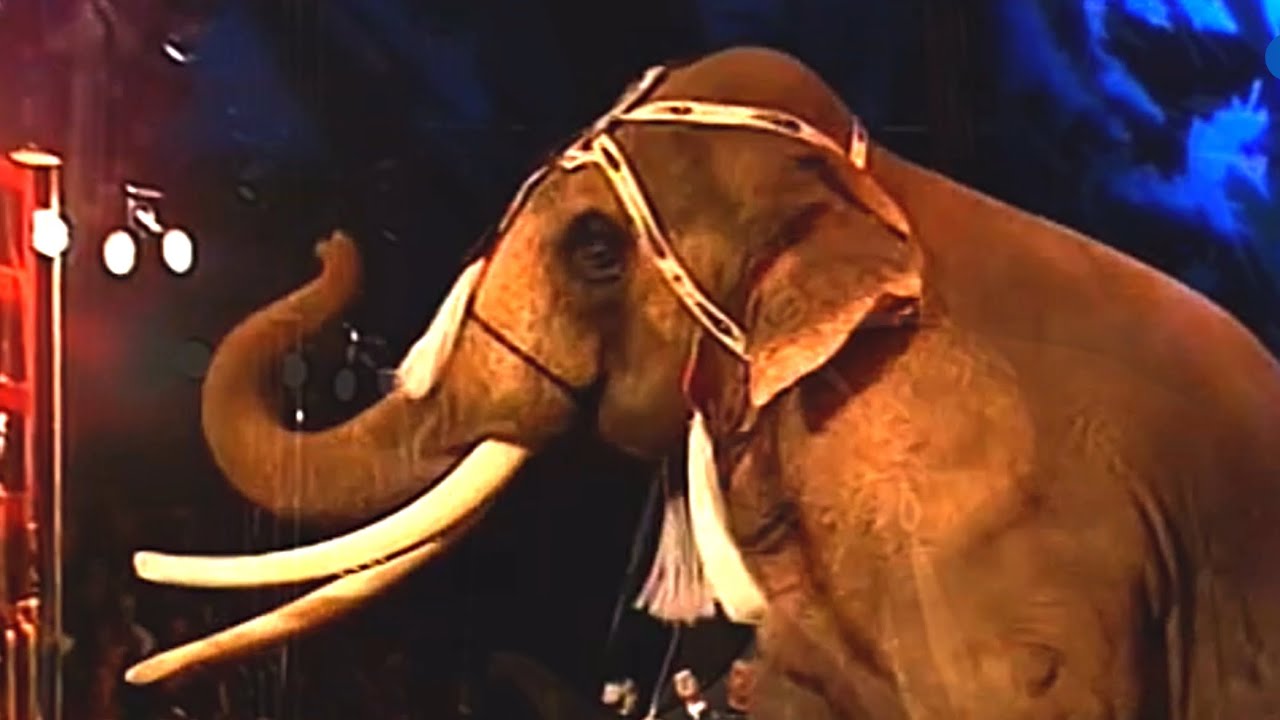 Il Leggendario Gigante: L’Elefante Colonel Joe al Cirkus Scott (1996)