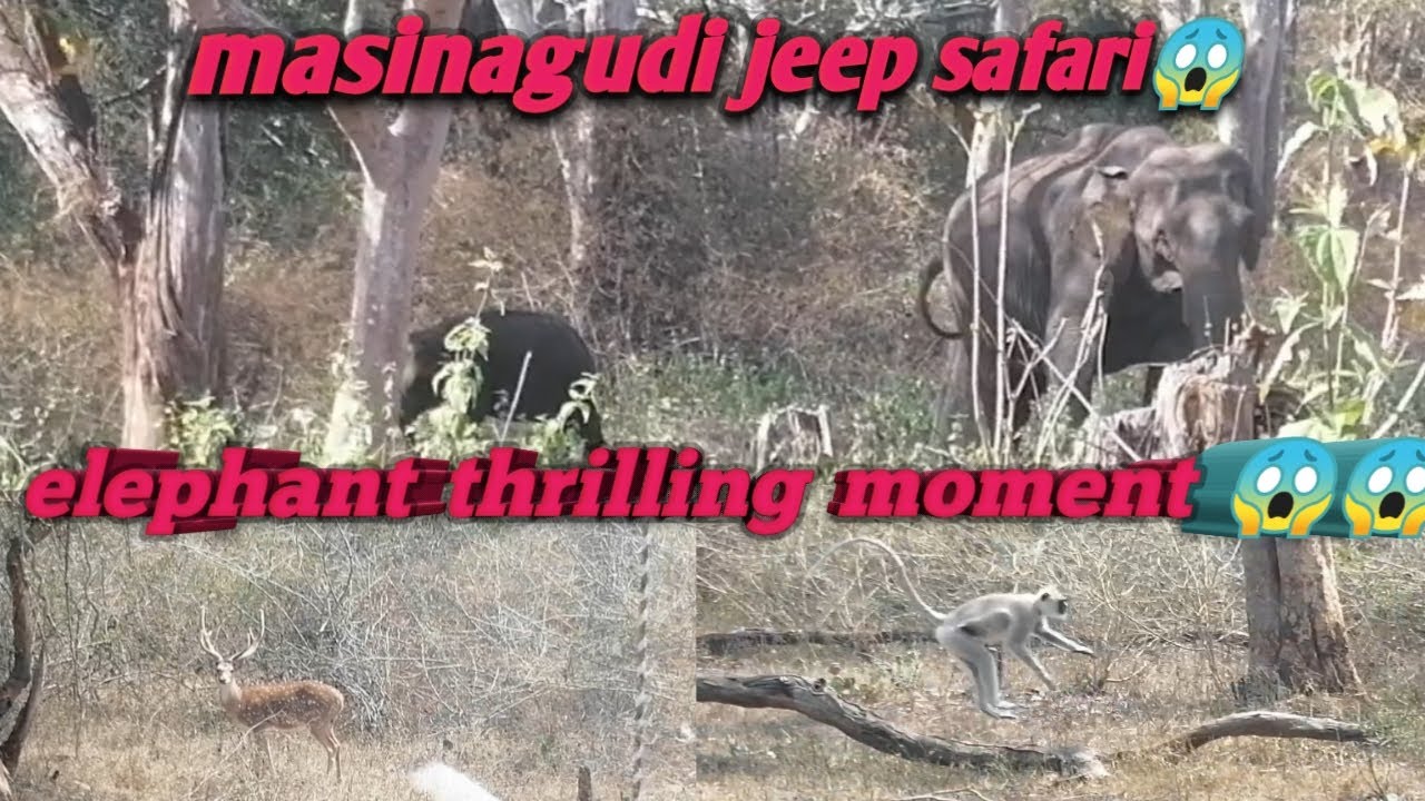 Masinagudi wildlife experience / Best affordable jeep safari prices for family trip