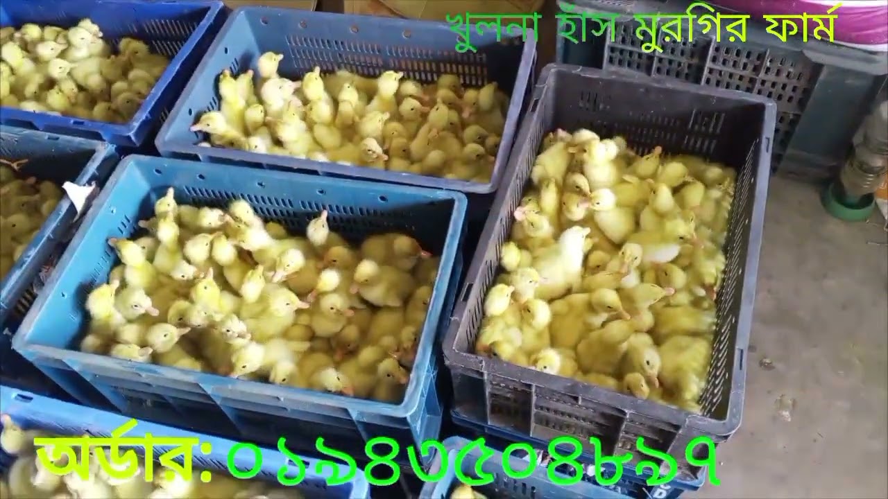 পিকিং স্টার ১৩ #duck #picking star Taro #duckfarm #chickenfarm #chickenbusiness #pets #chicken.