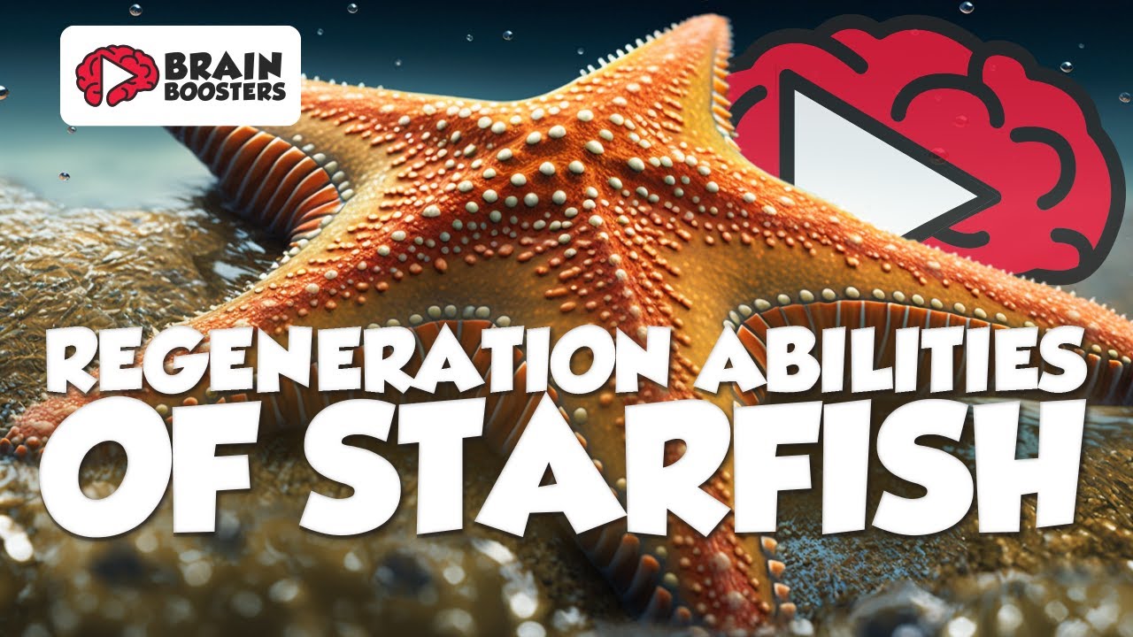 Regeneration Abilities of Starfish