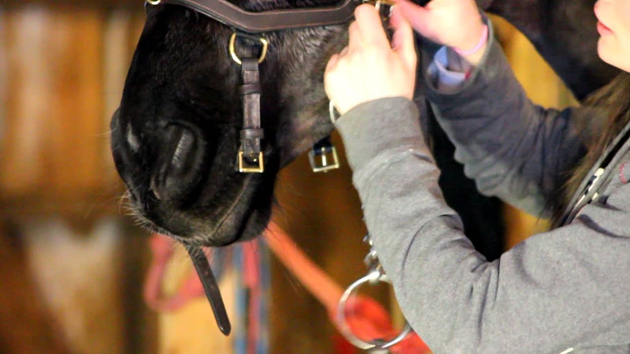 Rambo Micklem Multibridle