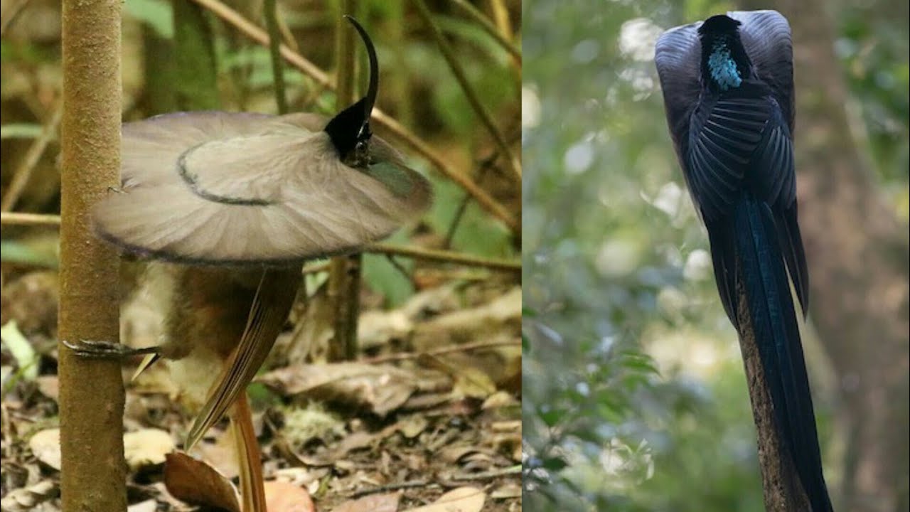 Black Sicklebill Bird | (Epimachus Fastosus)