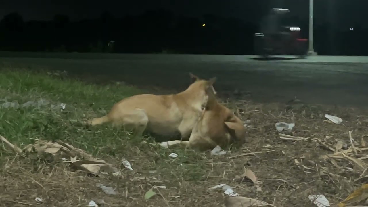 Hai chú chó đang đùa với nhau