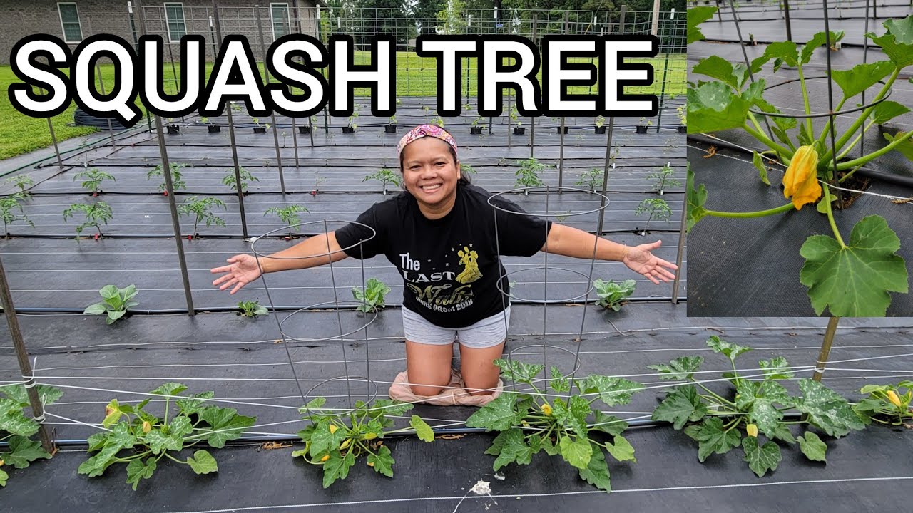 Growing Summer Squash Vertically | Gardening in Kentucky