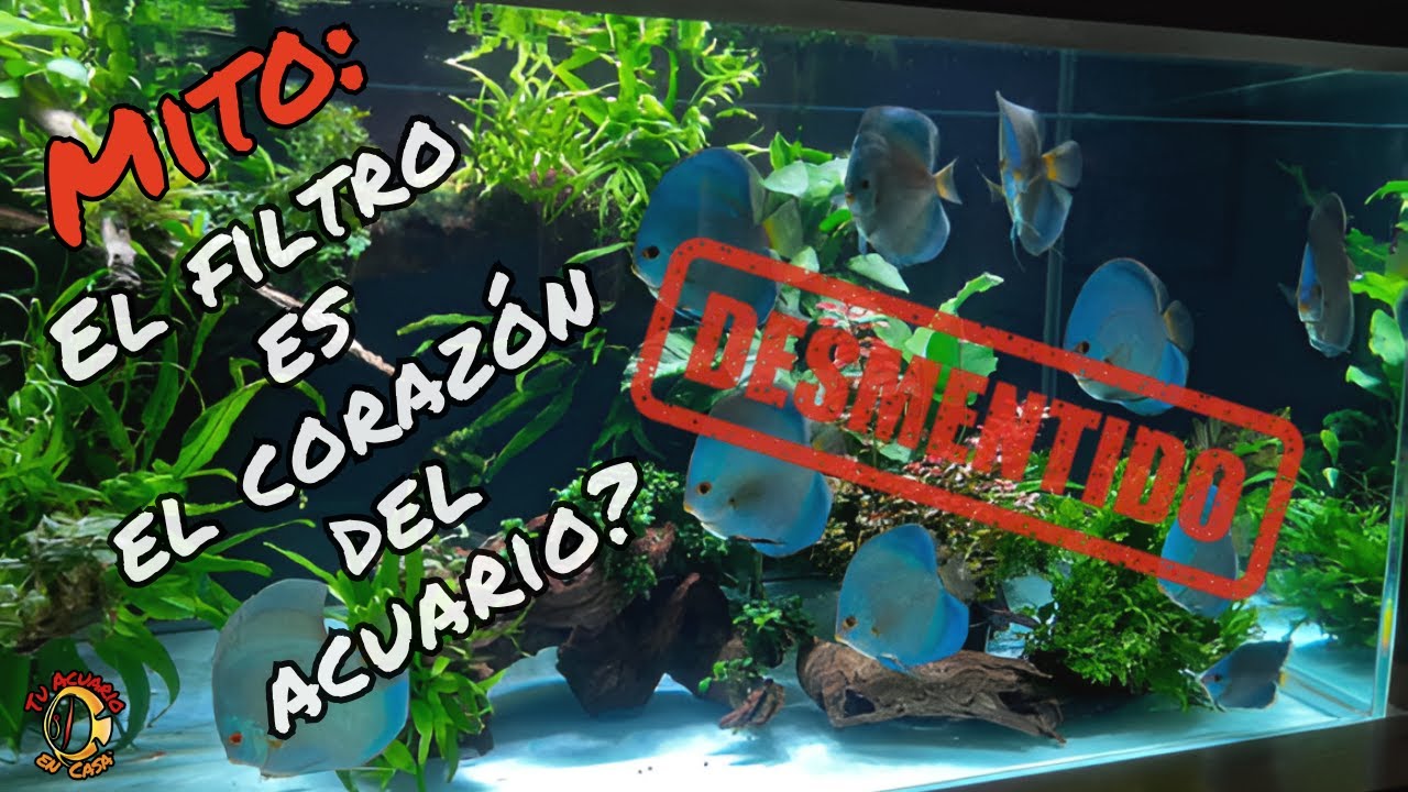 El filtro NO es el corazón del acuario: te han mentido por años!