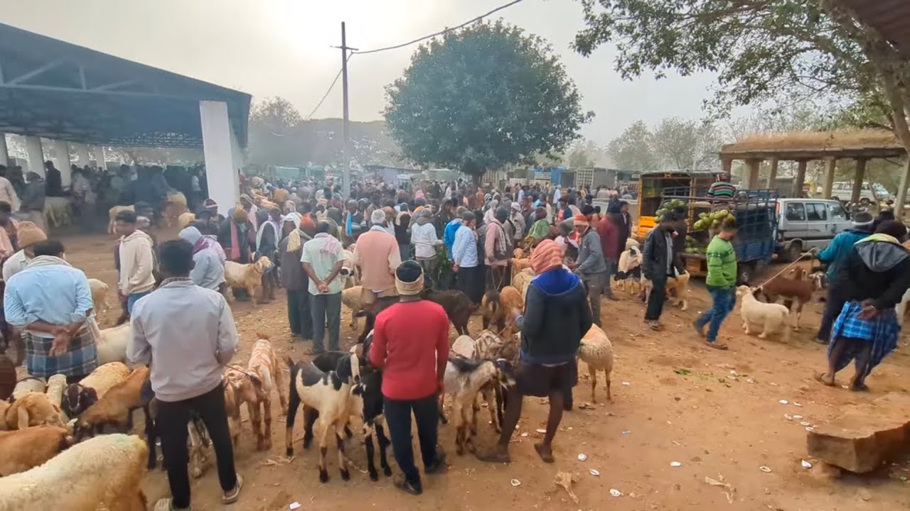 Hindiganala Sheep and Goat bazaar every Monday 29 December 2025 | H cross