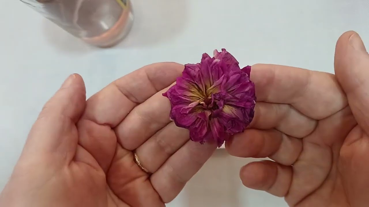 Como Desidratar Rosas com Álcool: modo simples para Flores Eternas! 🌹