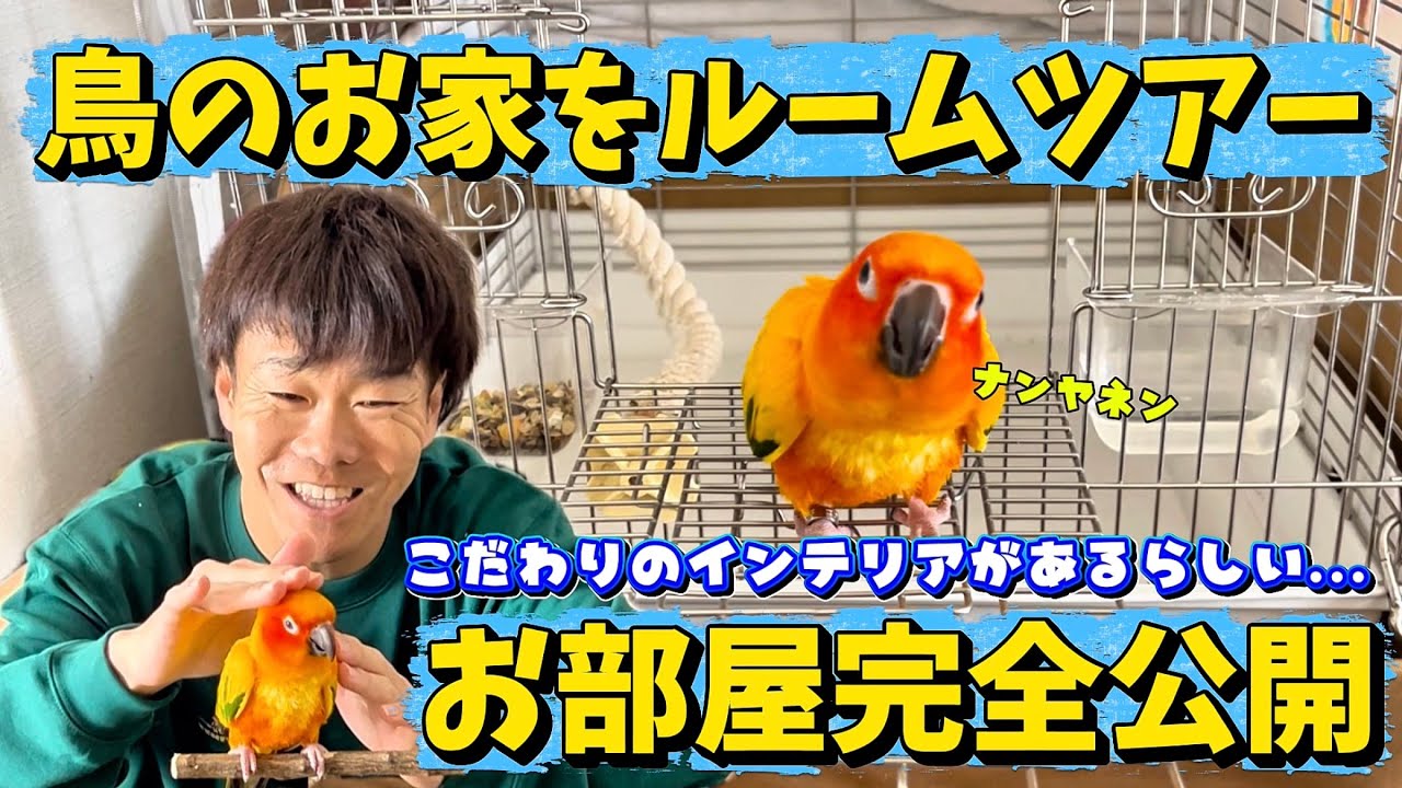 鳥のお家を内見しましょう！ご参考になれば by善逸