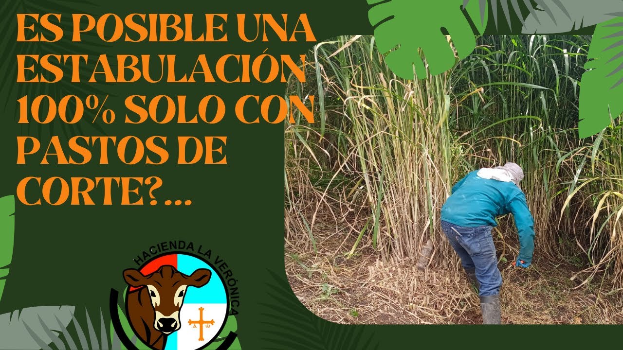 ES POSIBLE ESTABULAR AL 100% CON PASTOS DE CORTE?