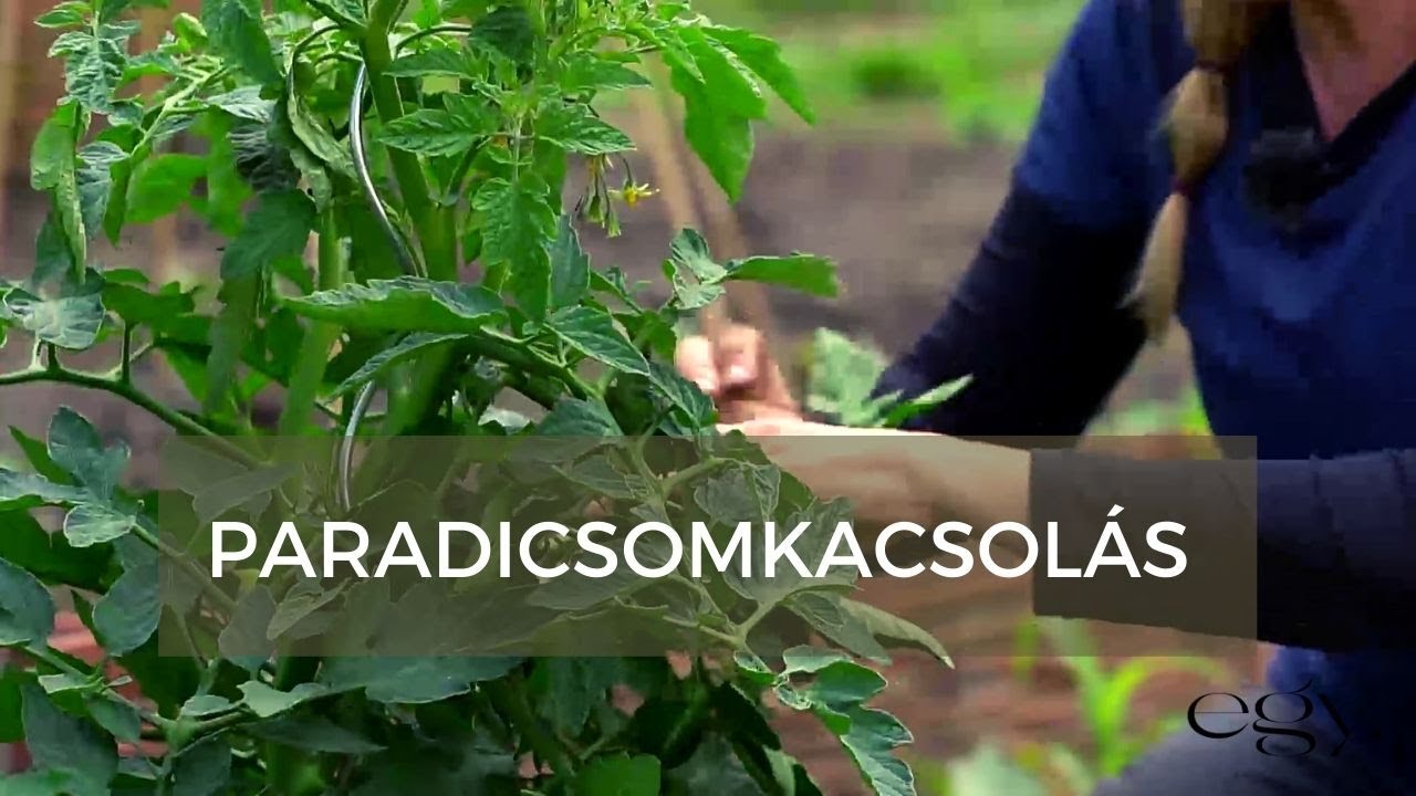 Borbás Marcsi: Kertem - Paradicsomkacsolás (14. rész)