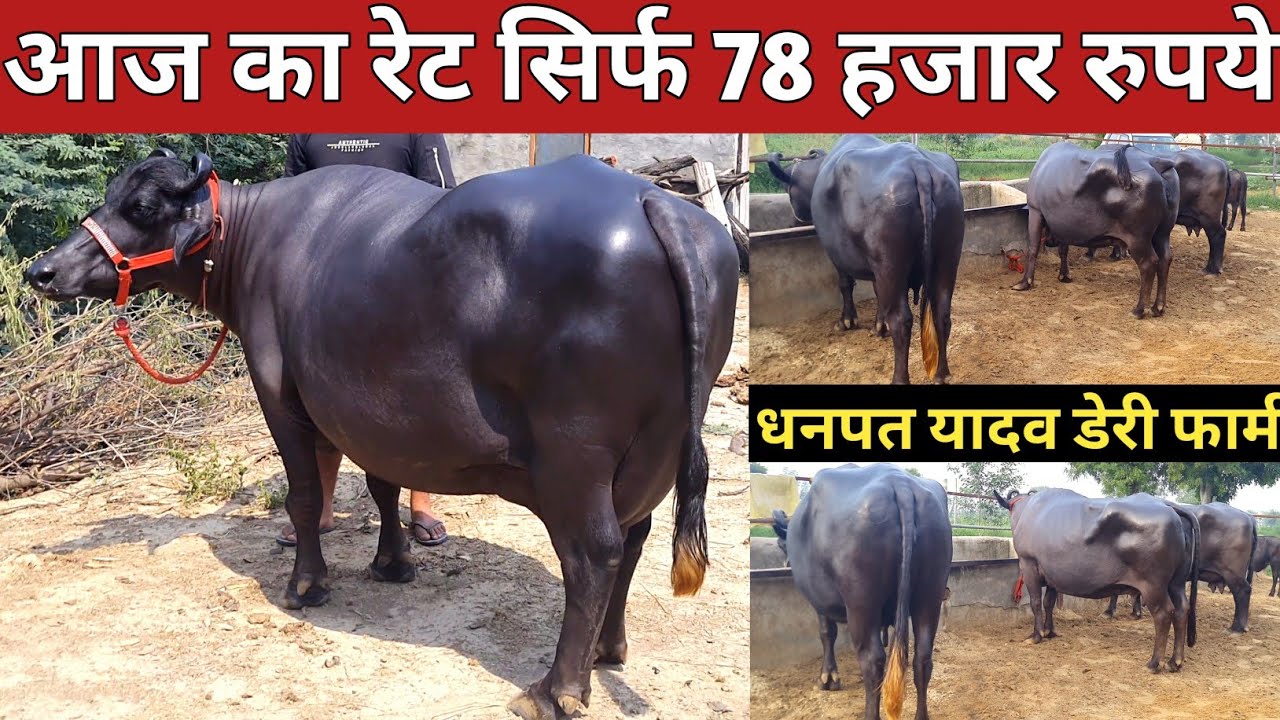 आज का रेट 78 हजार रुपये || Dhanpat Yadav Dairy Farm, Rewari