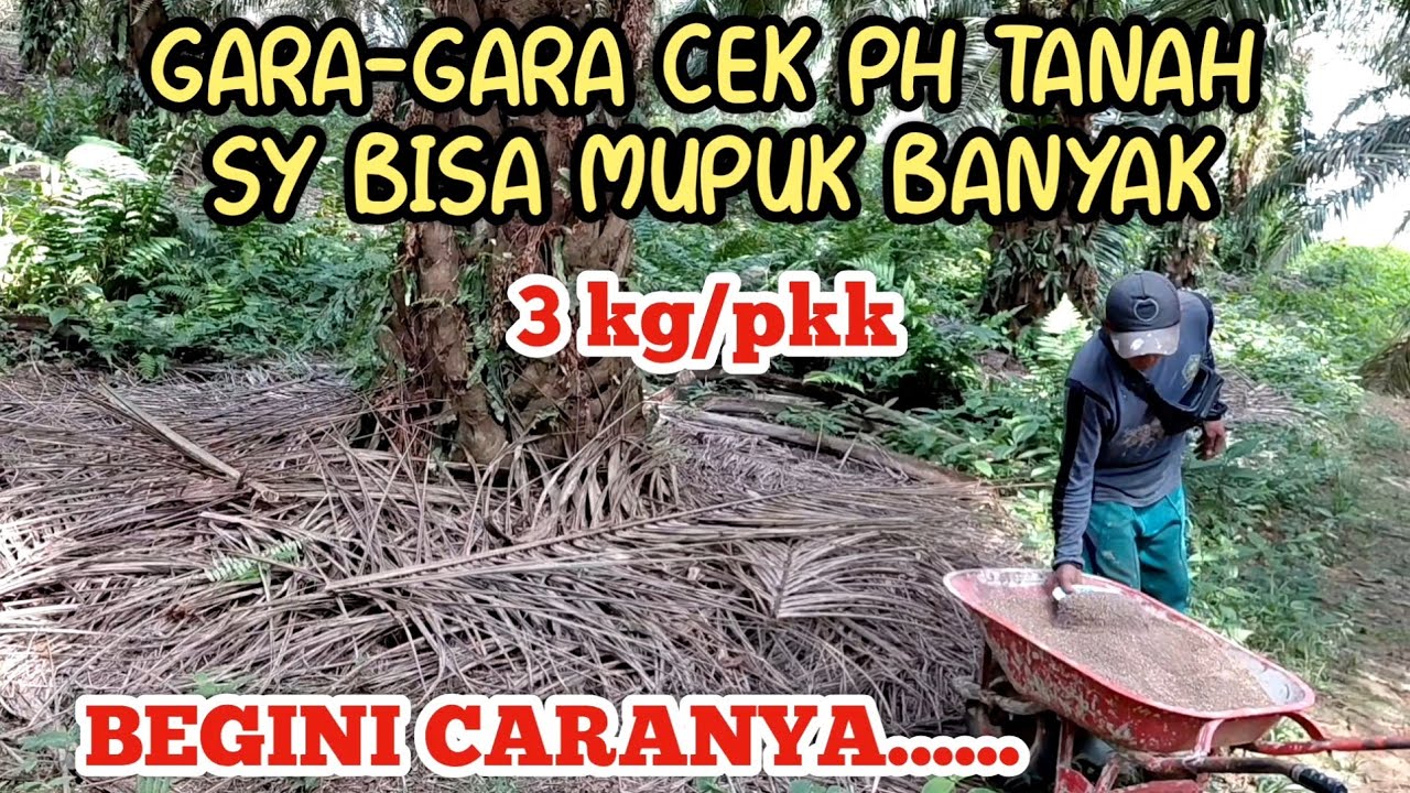 Pemupukan pertama SIMALUNGUN U 11 thn