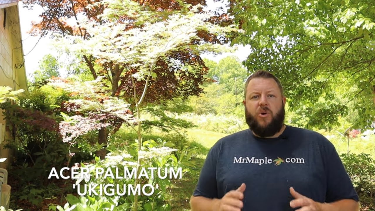 Acer palmatum 'Ukigumo' Tips to Make it More White! - JAPANESE MAPLES