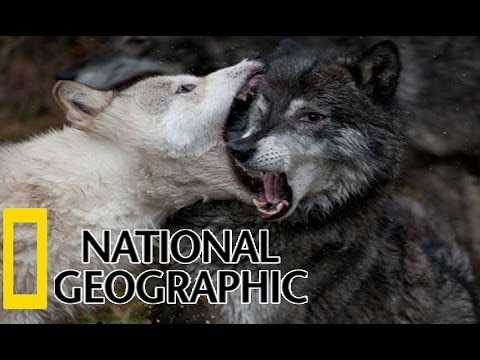 National Geographic  - Coywolf  : Wild Hybrid Animals  ( Coywolf  Documentary )