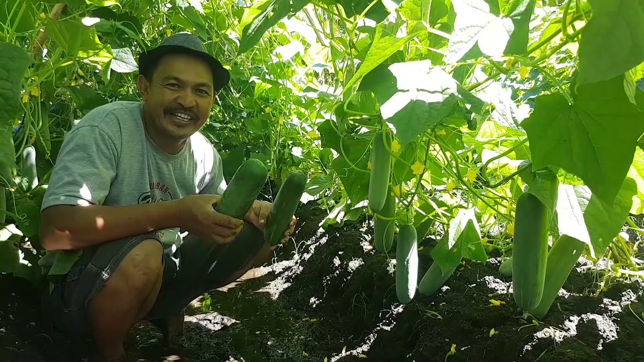 Timun Batara F1 dari Cap Panah Merah. Produksi Tinggi dan Tidak Pahti