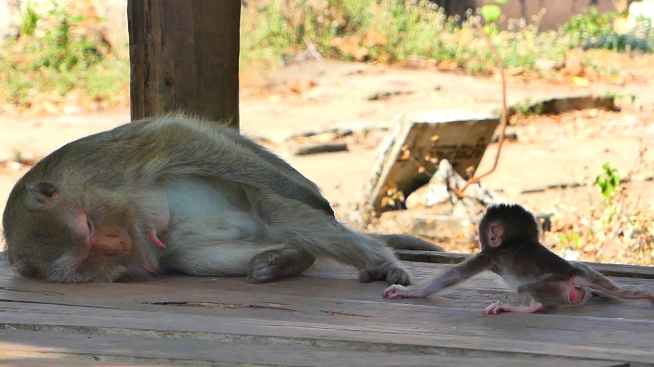 Mother Teva leaves her little baby to walk on her own