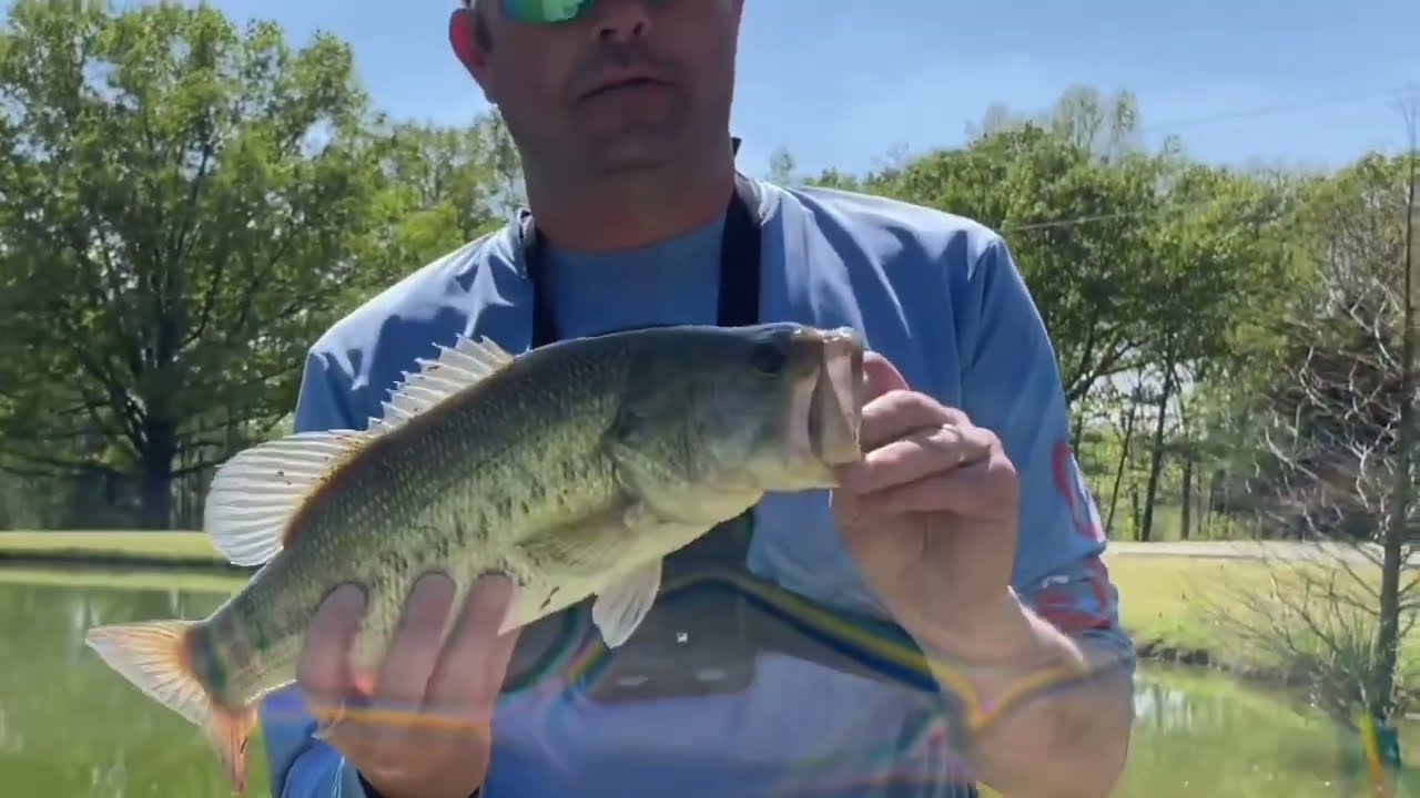 Largemouth Bass Fishing #freshwaterfish #fishing 