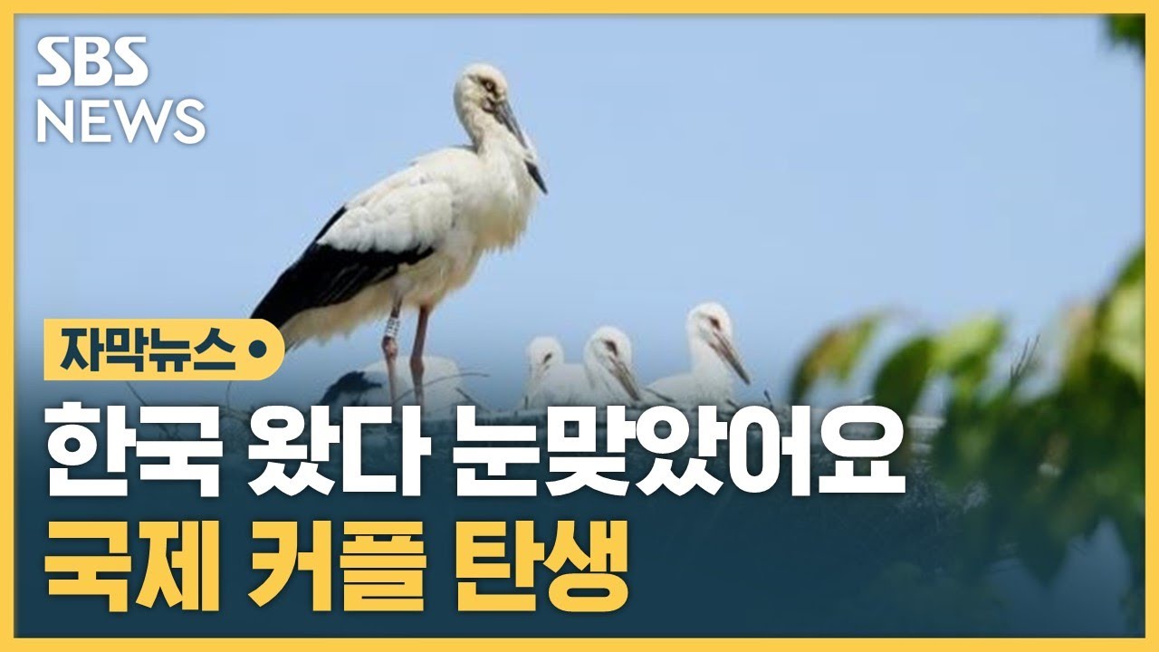 황새들도 '다문화 시대'&hellip;한국 왔다 눈맞았어요 (자막뉴스) / SBS