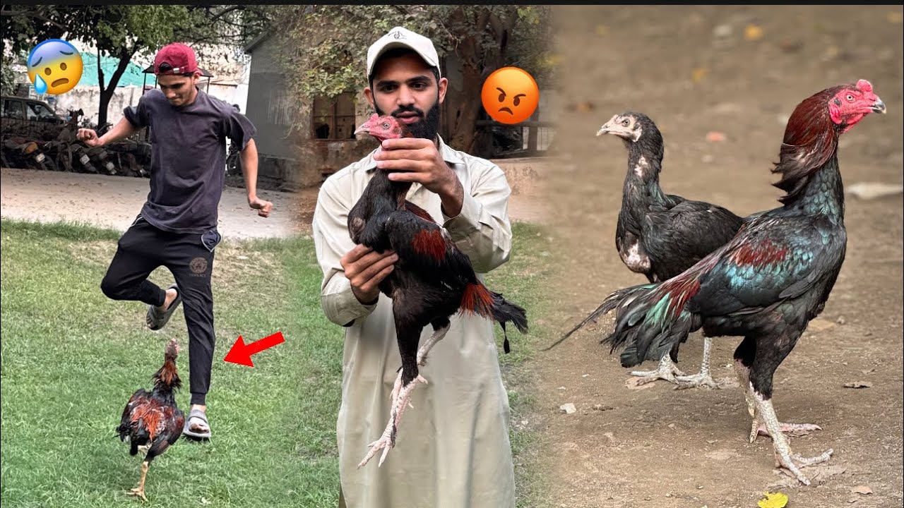 Itnay saray Murgay challenge k liay 😳