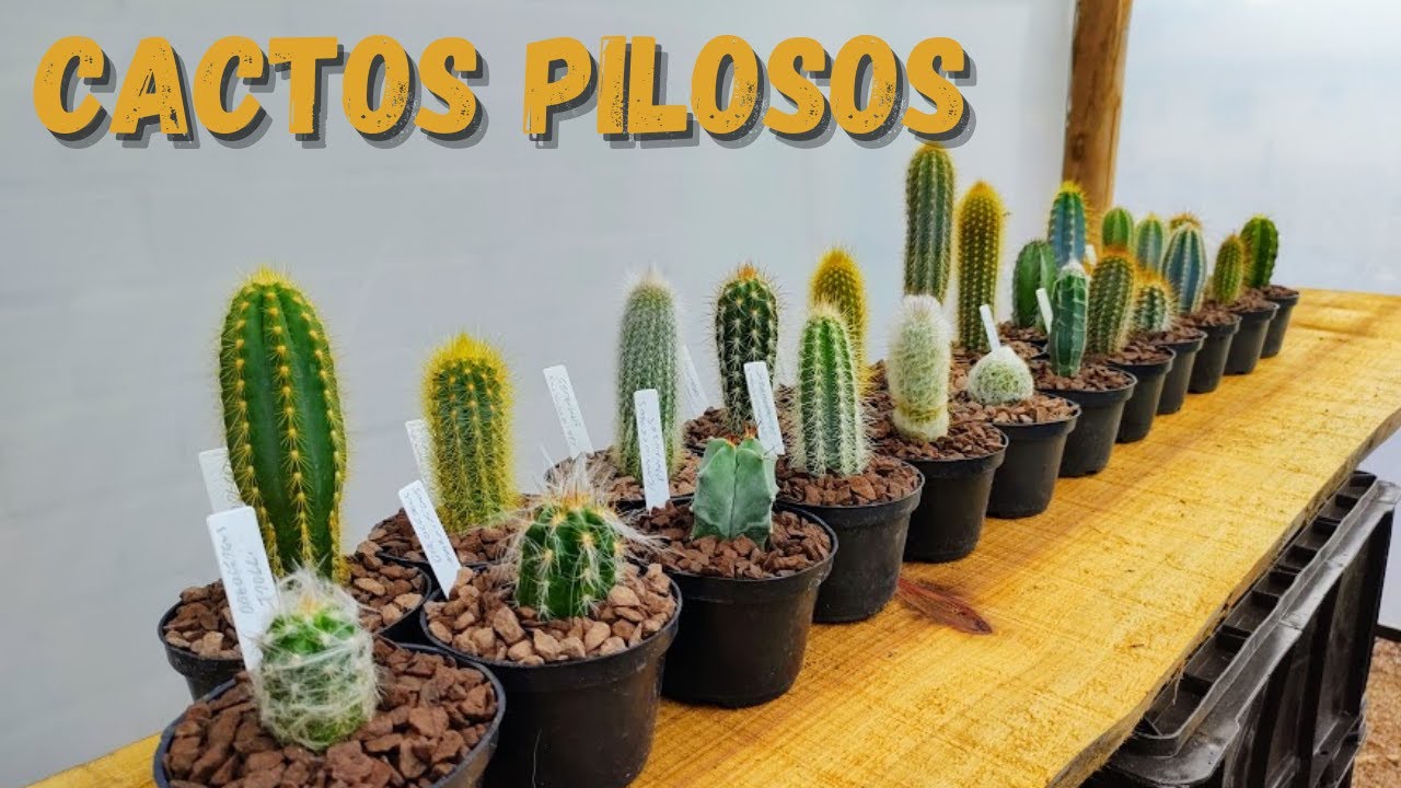 CACTOS PILOSOS, CONHECE ESTES?