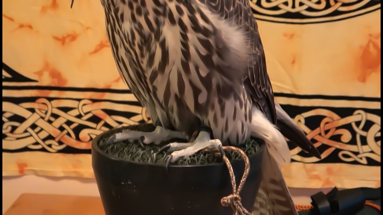 Falconry: The secret real purpose for leash extenders