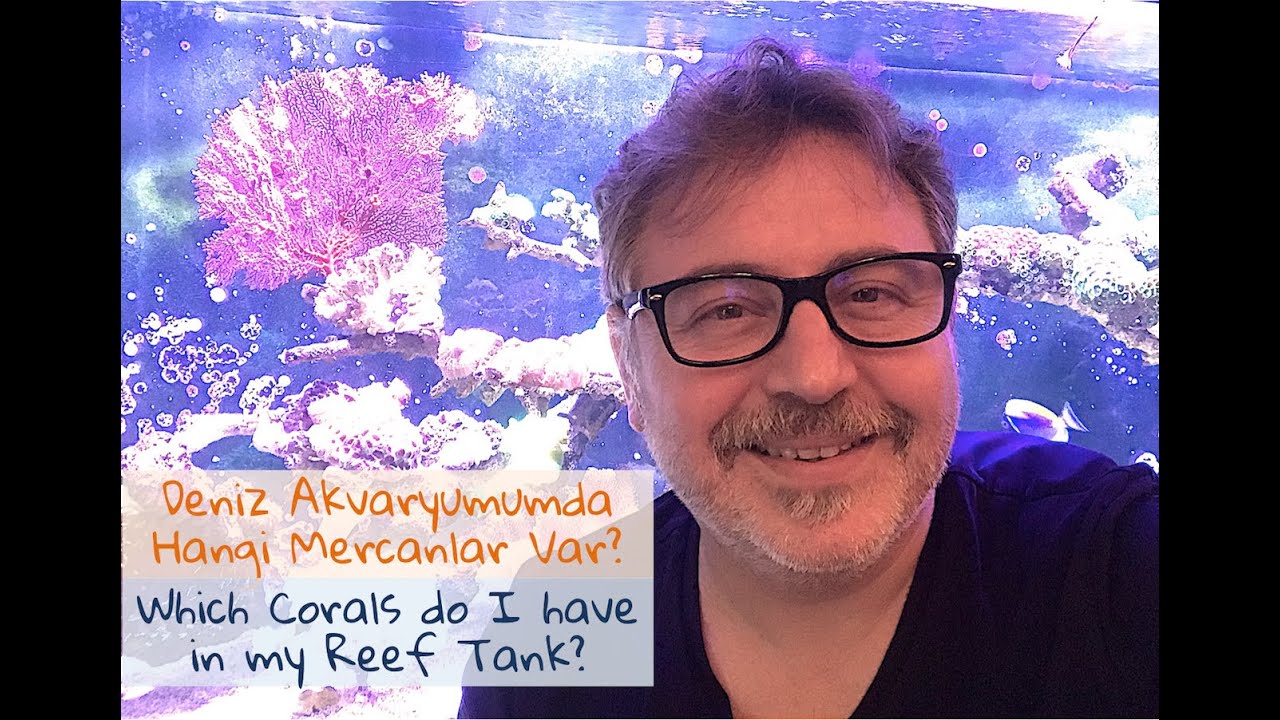 Deniz Akvaryumumuzdaki Mercan Çeşitlerimiz - The Corals in our Reef Tank (with English Subtitles)